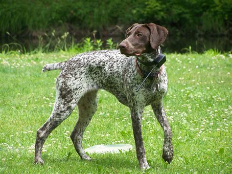 german kurzhaar breeders.